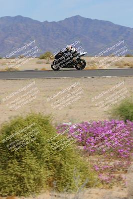 media/Mar-12-2023-SoCal Trackdays (Sun) [[d4c8249724]]/Turn 15 Inside Bloom (130pm)/